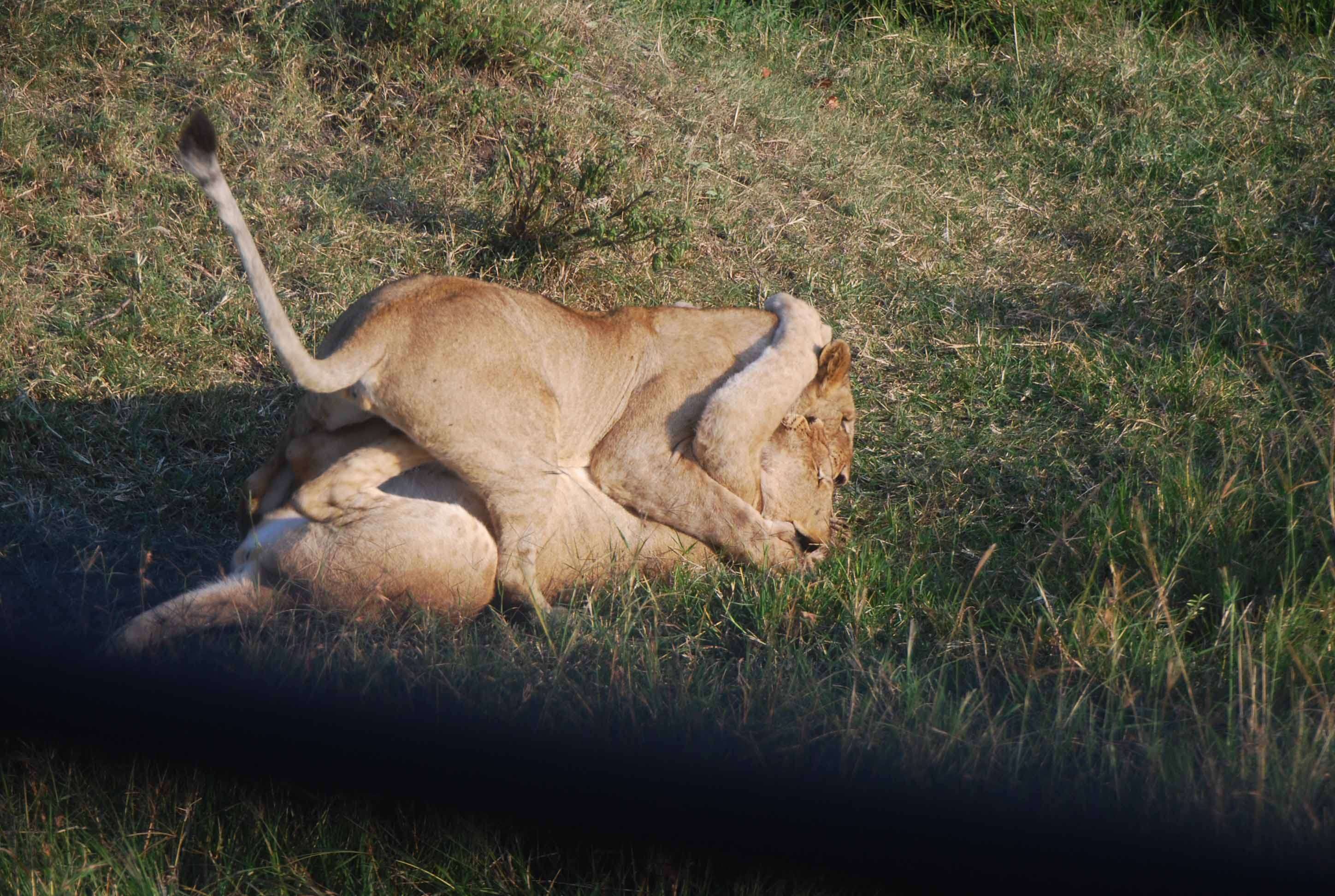 Un montón de leones y un poquito de porno - Regreso al Mara - Kenia (15)